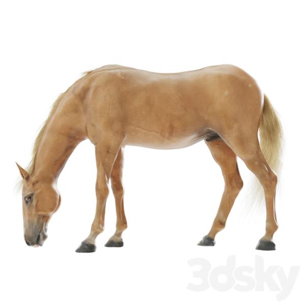 Grazing Horse - دانلود مدل سه بعدی اسب - آبجکت سه بعدی اسب - دانلود مدل سه بعدی fbx - دانلود مدل سه بعدی obj -Grazing Horse 3d model - Grazing Horse 3d Object - Grazing Horse OBJ 3d models - Grazing Horse FBX 3d Models - حیوان